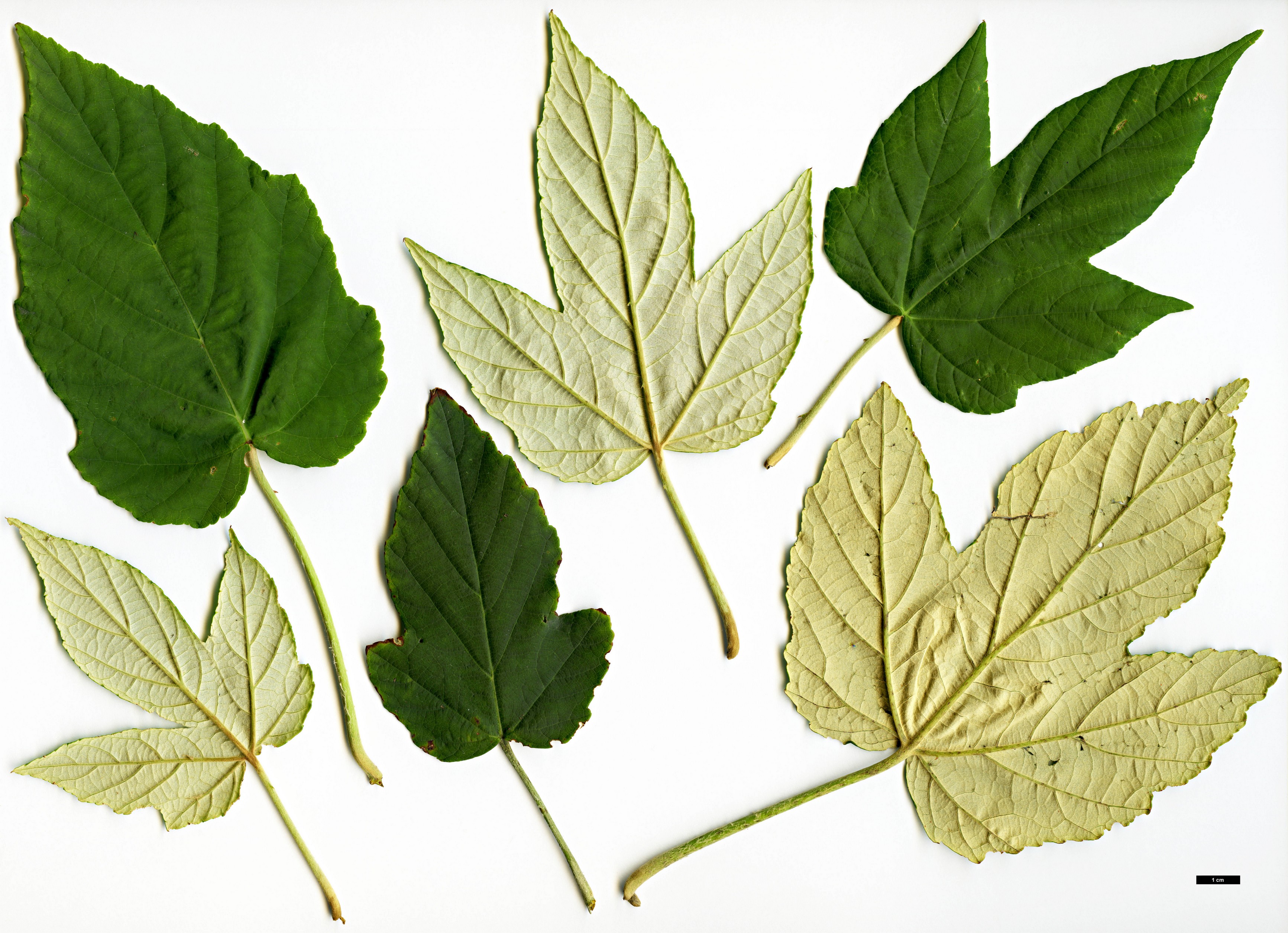 High resolution image: Family: Rosaceae - Genus: Rubus - Taxon: flagelliflorus